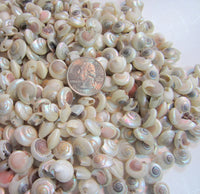 pearl umbonium seashells, pearl umbonium shells, tiny craft shells, tiny jewelry shells, tiny pearl shells, beach wedding shells