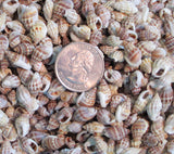 knobby nassa shells, nassa seashells, tiny shells, small shells, jewelry shells, tiny jewelry seashells, small craft shells