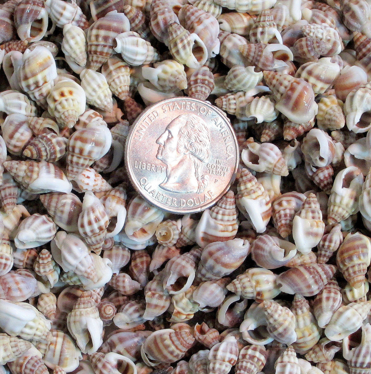 Knobby Nassa Seashells, Tiny Craft Shells, Tiny Jewelry Making Shells ...