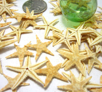 brown flat starfish, small brown starfish, small starfish, tiny starfish, flat starfish, Philippine flat starfish, beach wedding starfish, 