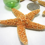brown sugar starfish, sugar starfish, sugar star fish, small starfish, beach wedding starfish, orange starfish