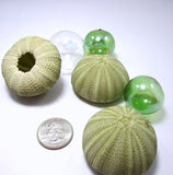 green sea urchin, striped sea urchin, sea urchin shell, sea urchin seashell, beach wedding shells