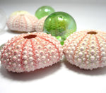 Pink sea urchin, pink shell, pink seashell, sea urchin, bulk sea urchins, pink sea shells
