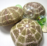 alfonso sea urchin, alphonso sea urchin, large sea urchin, sea urchin shell, sea urchin seashell, green sea urchin