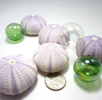 purple sea urchin, lavender sea urchin, lavender seashells, purple seashells, lavender shells, purple shells, beach wedding shells