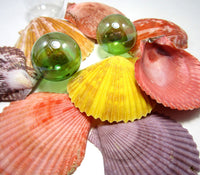colorful shells, colorful seashells, colorful scallop shells, colorful scallop seashells, beach wedding shells, scallops