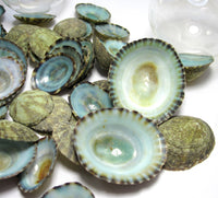 aqua limpet shells, aqua limpet seashells, green limpet shells, blue limpet shells, aqua shells, green shells, blue shells