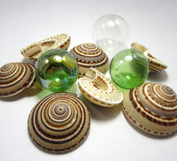 sundial shell, sun dial shell, beach wedding shell, brown spiral shell, spiral seashell