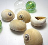 whales eye shell, moon snail shell, shark eye shell, brown seashells, specimen seashells