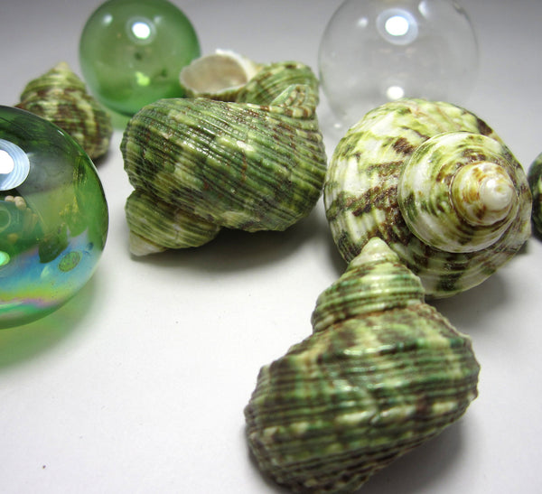 Beach Decor Green Turbo Shells, Nautical Green Turban Craft Shells ...