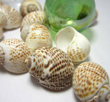 nautica seashells, brown nautica shells, nautica tigrina seashells, brown spotted shells, spotted shells, craft shells
