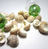 nautica seashells, brown nautica shells, nautica tigrina seashells, brown spotted shells, spotted shells, craft shells