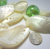 donkey ear abalone, donkey ear abalone seashell, pearl abalone, pearl seashell, beach wedding shells, abalone shell