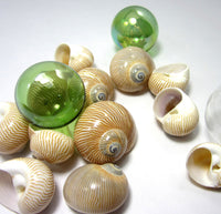 nautica seashells, brown nautica shells, nautica lineata seashells, brown striped shells, striped shells, craft shells