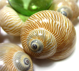 nautica seashells, brown nautica shells, nautica lineata seashells, brown striped shells, striped shells, craft shells