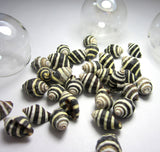 beehive shell, bee hive shell, beehive snail, bee hive snail, tiny shells, tiny black and white shells