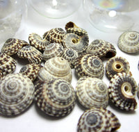 heliacus seashells, heliacus shells, black and white shells, small craft shells, black shells