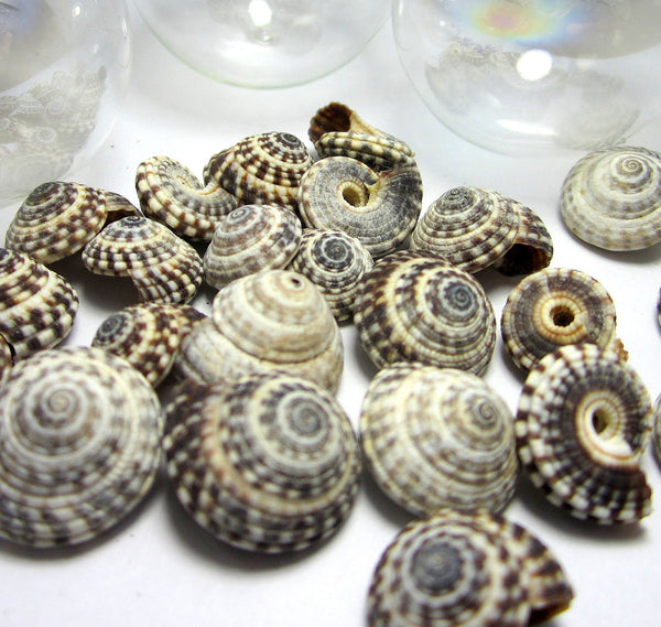 Nautical Decor Black Seashells, Beach Decor Heliacus Snail Shells ...