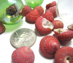 strawberry top shells, strawberry top seashells, red shells, red seashells, red craft shells