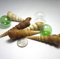 turritella seashells, turritella shell, beach wedding shells, spiral shells, spiral seashells, long spiral shell