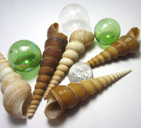 turritella seashells, turritella shell, beach wedding shells, spiral shells, spiral seashells, long spiral shell