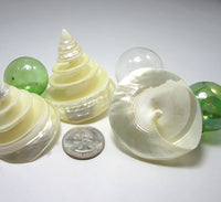 pearl trocha, pearl trochus, spiral shell, spiral seashell, white wedding shell, pearl seashell, 