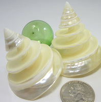 pearl trocha, pearl trochus, spiral shell, spiral seashell, white wedding shell, pearl seashell, 
