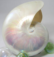 whole nautilus shell, nautilus seashell, pearl nautilus, specimen seashell, specimen shell, collector shell, nautilus