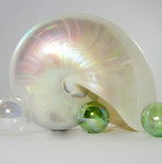whole nautilus shell, nautilus seashell, pearl nautilus, specimen seashell, specimen shell, collector shell, nautilus