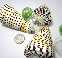 letter cone shell, leopard cone shell, cone shell, collector shell, specimen shell, cone, conus shell