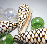 conus marmoreus, cone shell, cone seashell, specimen shell, collector shell, large cone shell, scale cone shell