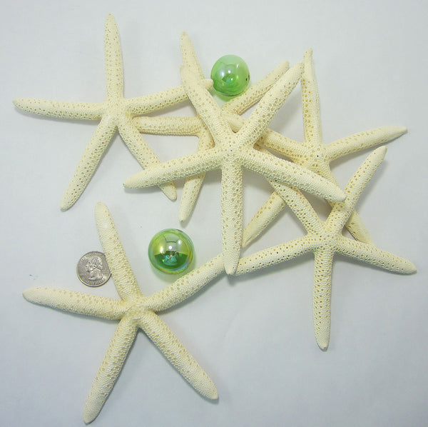Starfish Decor - 10 Pack Assorted Star Fish 2-6 Inch - Starfish for Crafts  - White Starfish Wall Décor - Beach Wedding Starfish - Beach Starfish Décor