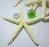 white starfish, white star fish, white finger starfish, white pencil starfish, beach wedding starfish, bulk white starfish