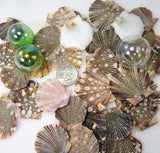 scallop shells, scallop seashells, pectin shells, pectin seashells, scallops, beach wedding shells, craft scallop shells