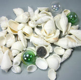 white shell mix, white seashell mix, beach wedding shells, beach wedding seashells, beach wedding decor, white craft shells, bulk white shells, bulk white seashells
