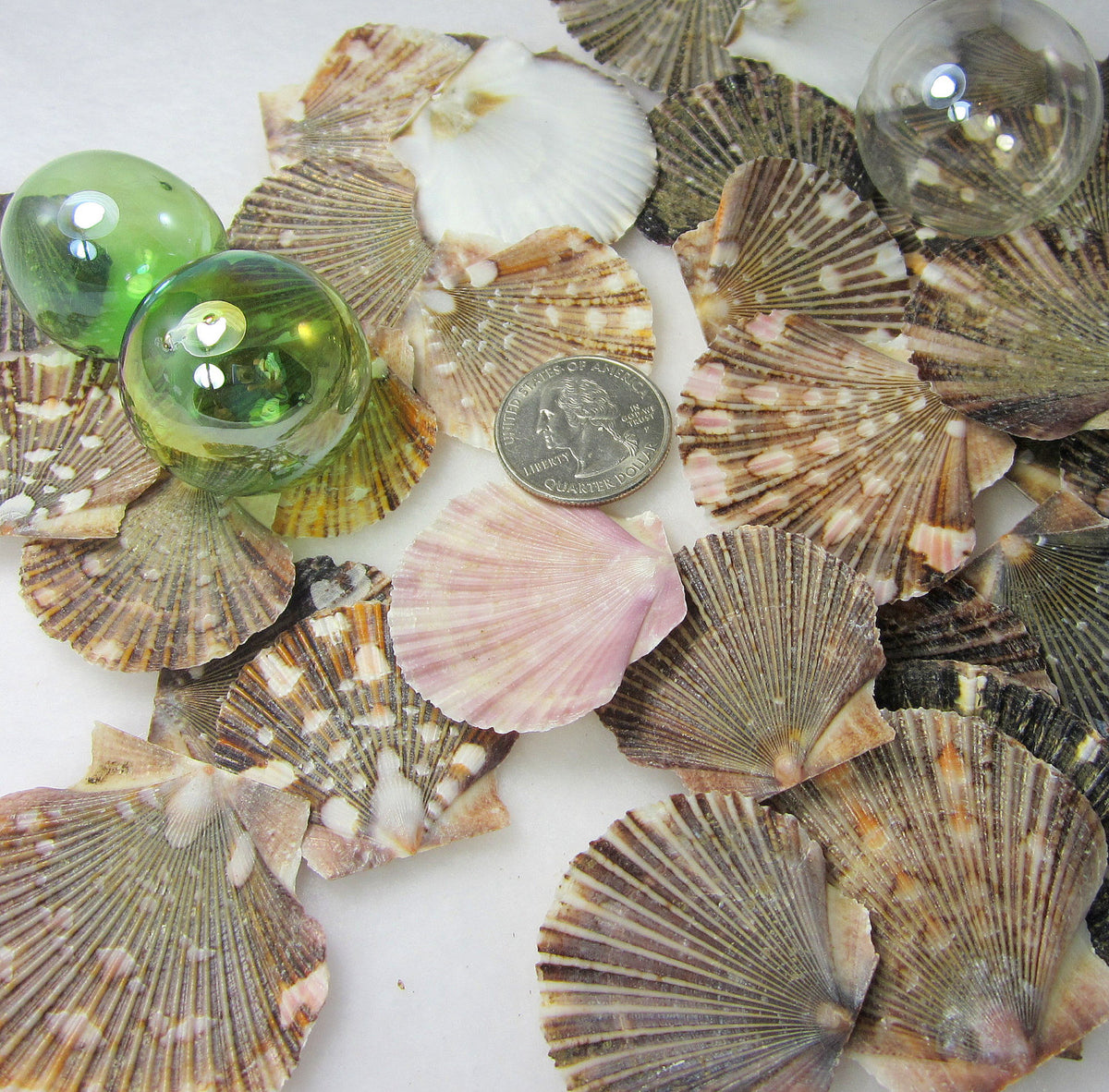 Nautical Decor Scallop Seashells, Beach Mexican Flat Scallop Shells ...