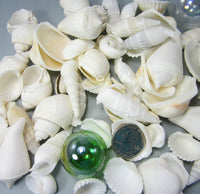 white shell mix, white seashell mix, beach wedding shells, beach wedding seashells, beach wedding decor, white craft shells, bulk white shells, bulk white seashells
