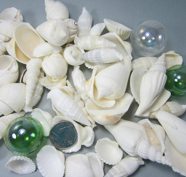 White Sea Shell Mix Beach 18 Pieces Wedding Decor Sea Shells Bulk