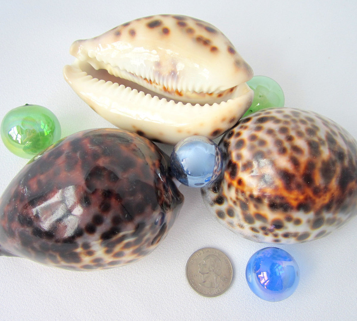 Tiger Cowrie Seashells, Large Spotted Tiger Cowrie Specimen Shell ...