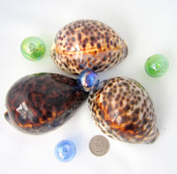 cowrie shell, cowrie seashell, tiger cowrie, spotted cowrie, large cowrie shell, spotted seashells, cowrie
