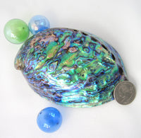 paua abalone shell, paua shell, paua seashell, abalone shell, abalone seashell, green abalone, blue abalone