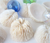 mushroom coral, button coral, beach decor, small coral, white coral, beach wedding seashells