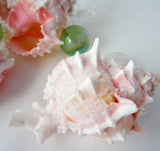 pink murex, pink murex shell, pink murex seashell, pink shells, pink seashells, pink specimen shell, pink collector shell