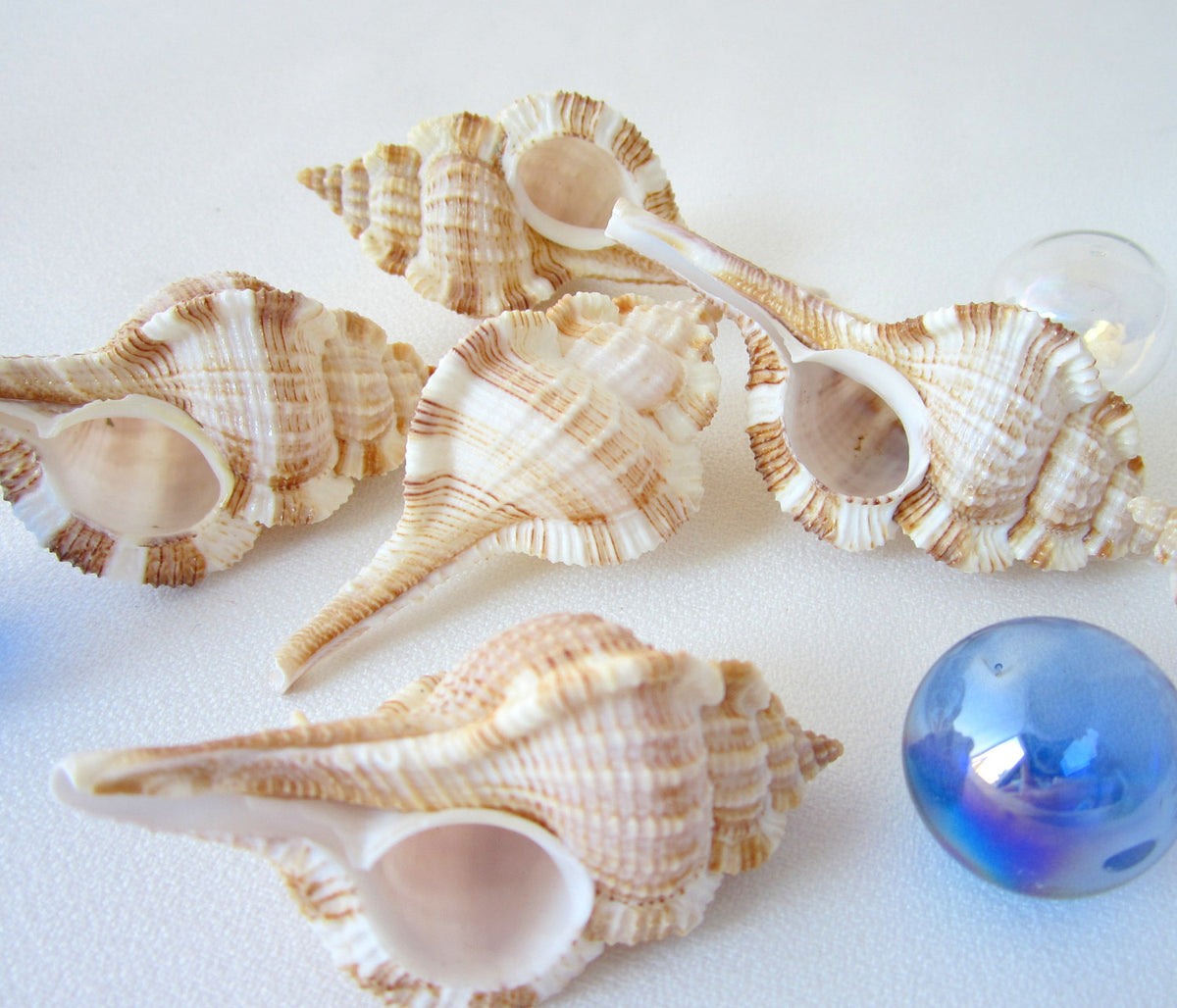 Snipes Bill Murex Shells, Beach Decor, Specimen Shell Nautical Decor ...