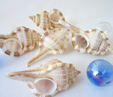 murex shell, murex seashell, snipes bill murex, specimen seashell