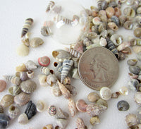 tiny seashells, tiny shells, jewelry making seashells, craft seashells, extra tiny shells, shell mix