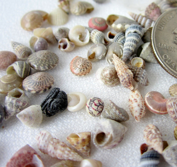 Beach Decor EXTRA TINY Mix Seashells, Nautical Decor Small Shell Mix –  Beach Grass Cottage - Artisan Handmade Beach Decor