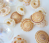 sundial shell, sun dial shell, beach wedding shell, brown spiral shell, spiral seashell