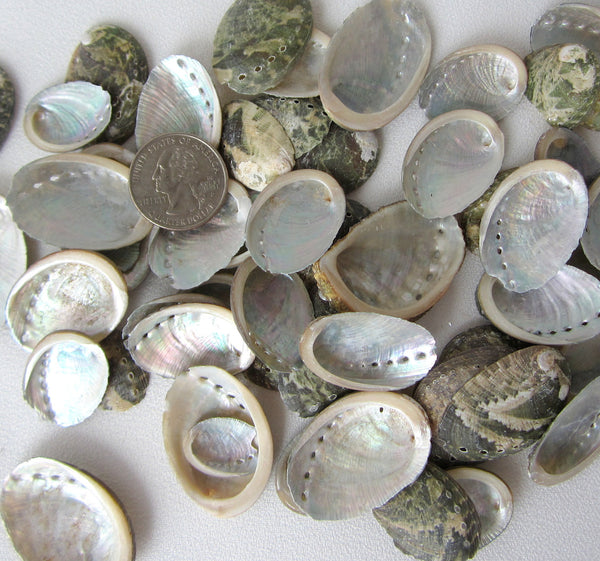 abalone shells, abalone seashells, small abalone shells, small abalone seashells, beach wedding shells, pearl abalone shells, white wedding shells