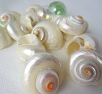 cinnerus shells, cinnerus seashells, white wedding shells, beach wedding shells, pearl shells, polished shells